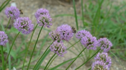 A close-up shot of a group of light-purple to pink colored clusters of flowers all on top of slender stems