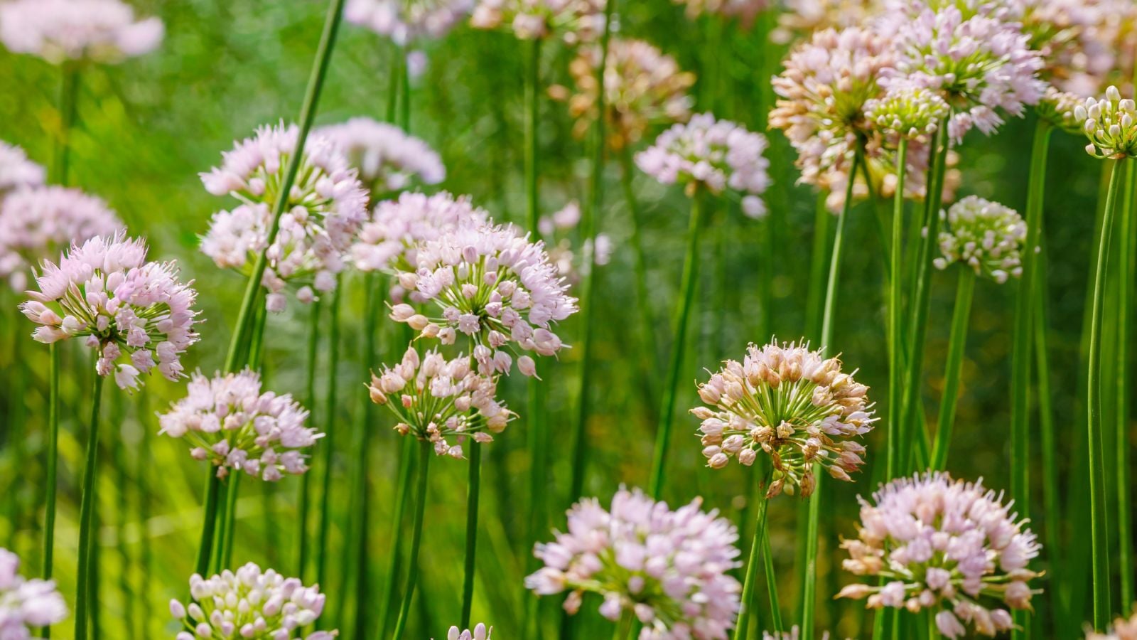A close-up shot of a group of pale-pink colored globular flowers, all on top of slender stems in a well lit area outdoors