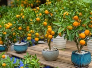 A close-up shot of a group of potted orange tree, all placed on a small patio area, showcasing how to start a container orchard