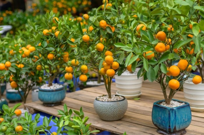 A close-up shot of a group of potted orange tree, all placed on a small patio area, showcasing how to start a container orchard