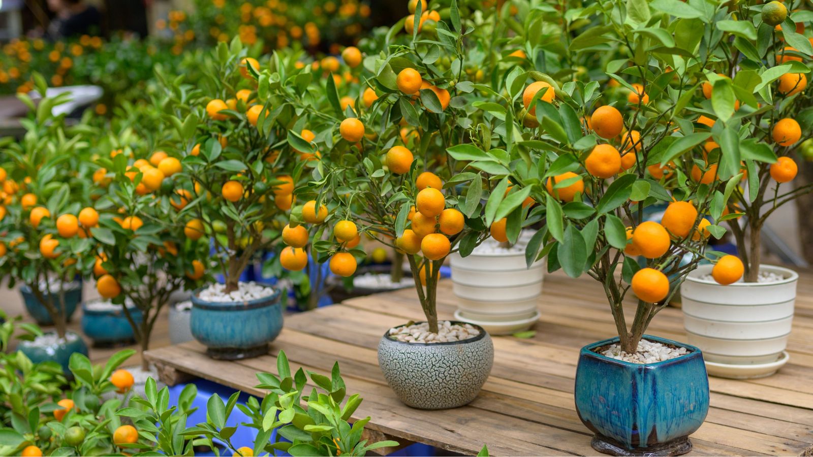 A close-up shot of a group of potted orange tree, all placed on a small patio area, showcasing how to start a container orchard