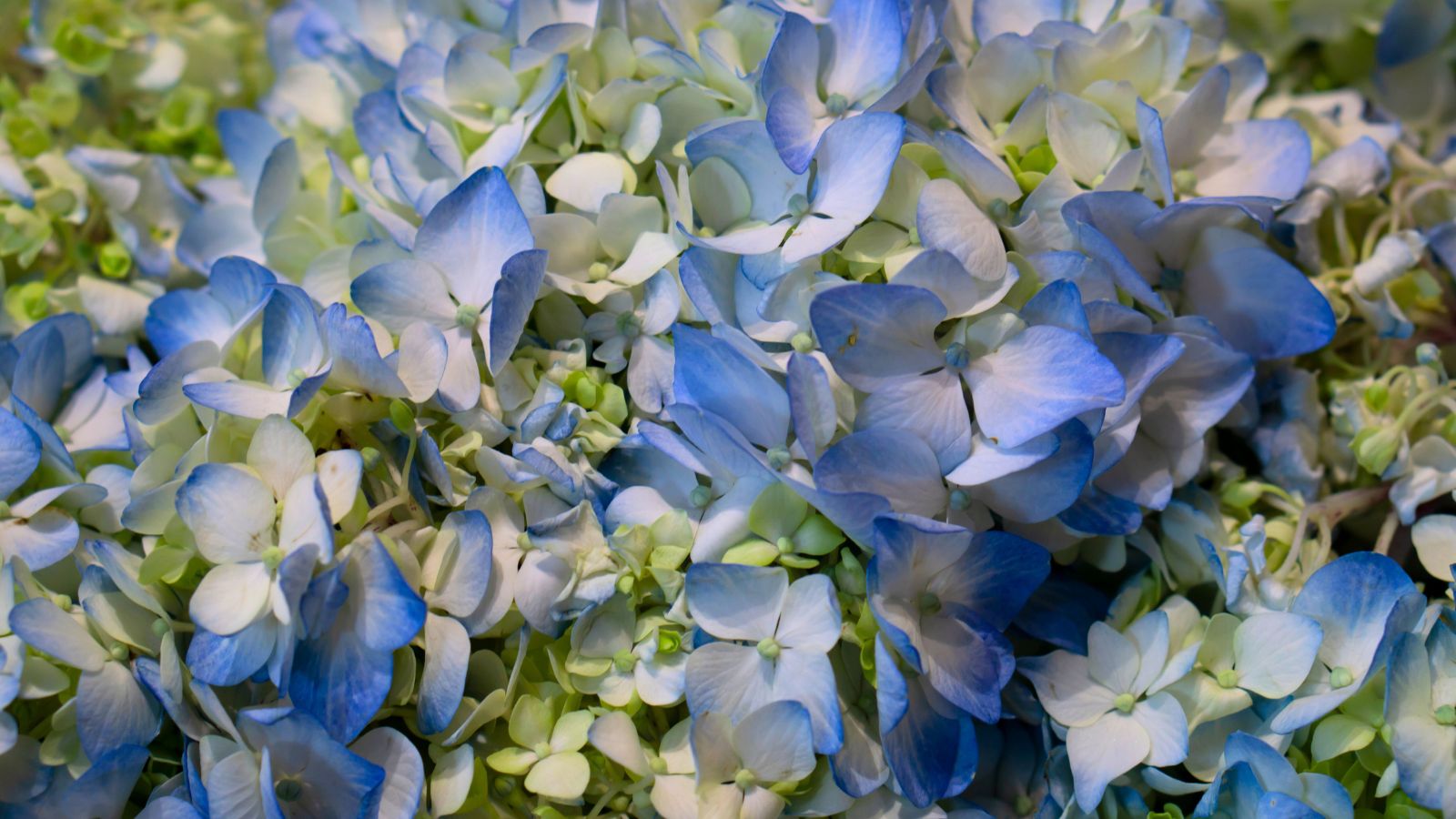 A close-up shot of a large cluster of lace-cap blooms in blue and green hues, all situated in a well lit area
