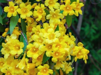 A close-up shot of a large composition of dangling, vibrant yellow flowers of the carolina jasmine, showcasing vines don't damage siding