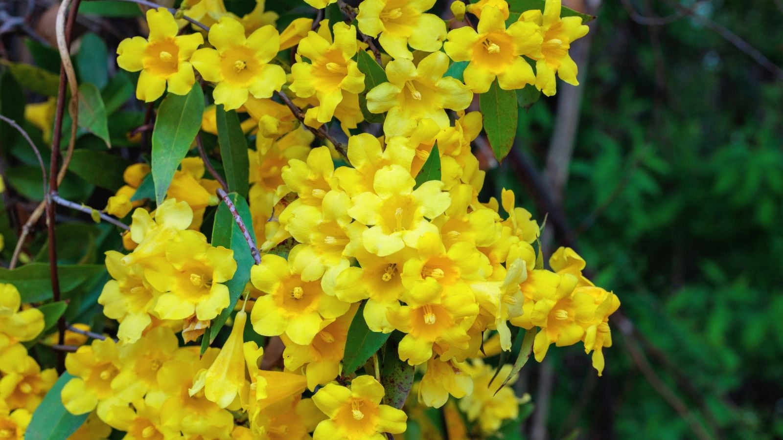 A close-up shot of a large composition of dangling, vibrant yellow flowers of the carolina jasmine, showcasing vines don't damage siding