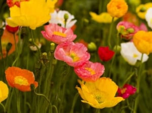 A close-up shot of a large composition of multicolored, delicate flowers, all atop slender stems, showcasing Iceland poppy varieties