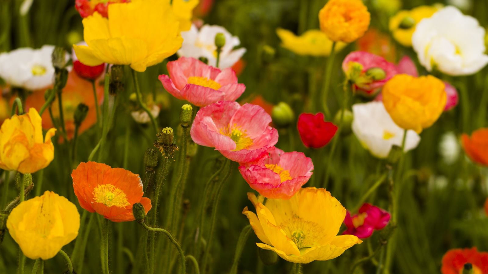5 Beautiful Iceland Poppy Varieties For Your Garden