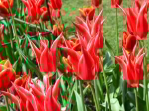 A close-up shot of a large composition of spiky, lily-like, red colored flowers, showcasing heirloom tulips