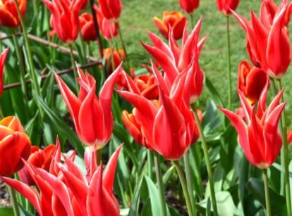 A close-up shot of a large composition of spiky, lily-like, red colored flowers, showcasing heirloom tulips