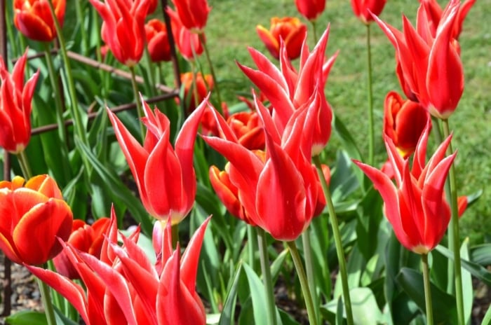 A close-up shot of a large composition of spiky, lily-like, red colored flowers, showcasing heirloom tulips