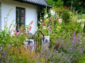 A close-up shot of a large composition of various plants and flowers, developing near a small stone fence in a yard area, showcasing cottage garden shade