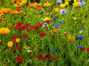 A close-up shot of a large composition of various, vibrant flowers, all on slender stems, showcasing which wildflower seeds March