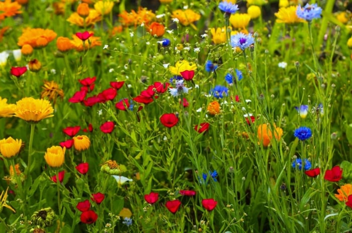 A close-up shot of a large composition of various, vibrant flowers, all on slender stems, showcasing which wildflower seeds March