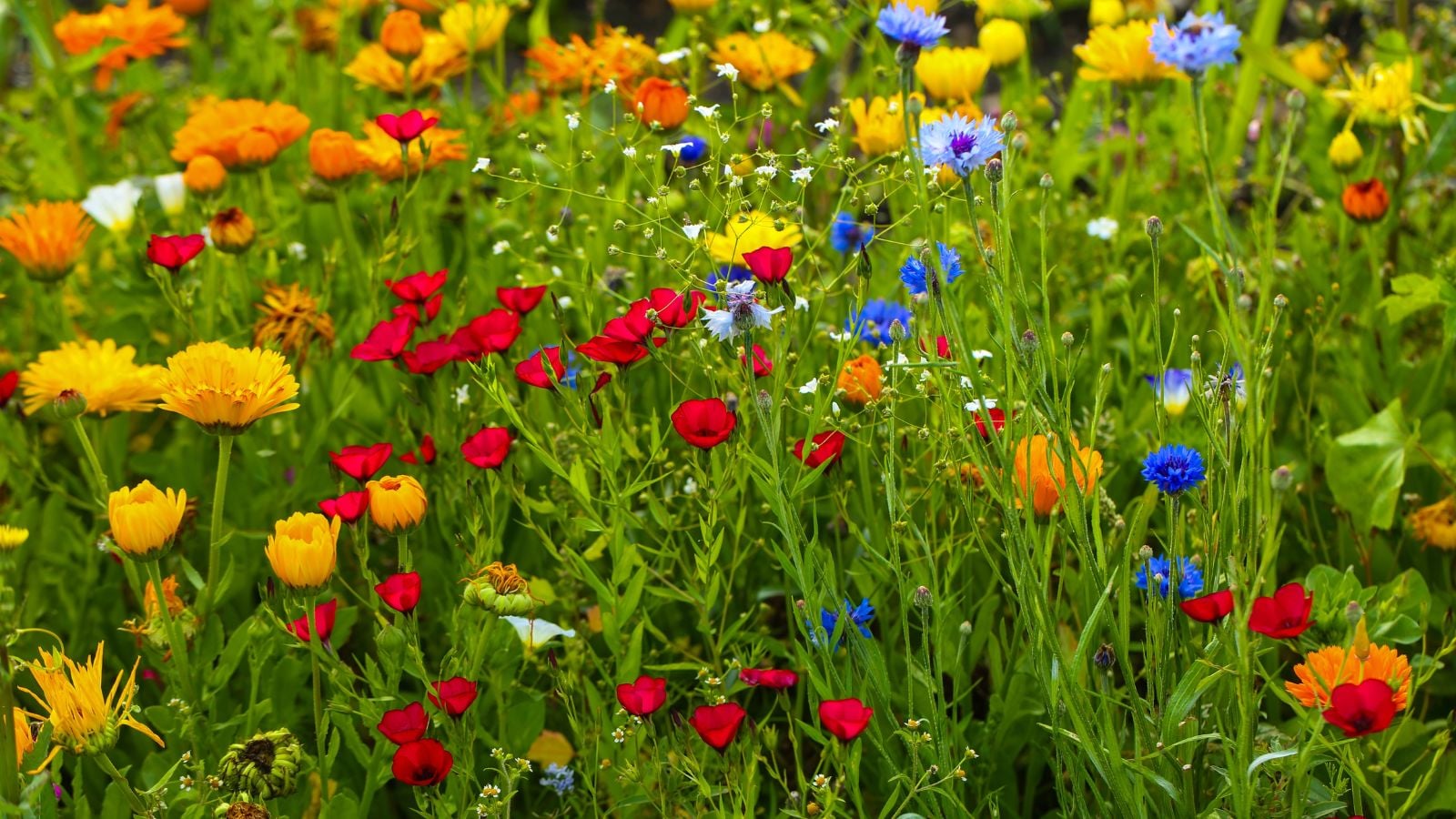 A close-up shot of a large composition of various, vibrant flowers, all on slender stems, showcasing which wildflower seeds March