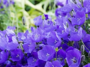 A close-up shot of a large composition of vibrant blue-purple, bell-shaped flowers of the tussock bellflower, showcasing shade bloom all summer
