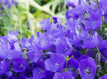 A close-up shot of a large composition of vibrant blue-purple, bell-shaped flowers of the tussock bellflower, showcasing shade bloom all summer