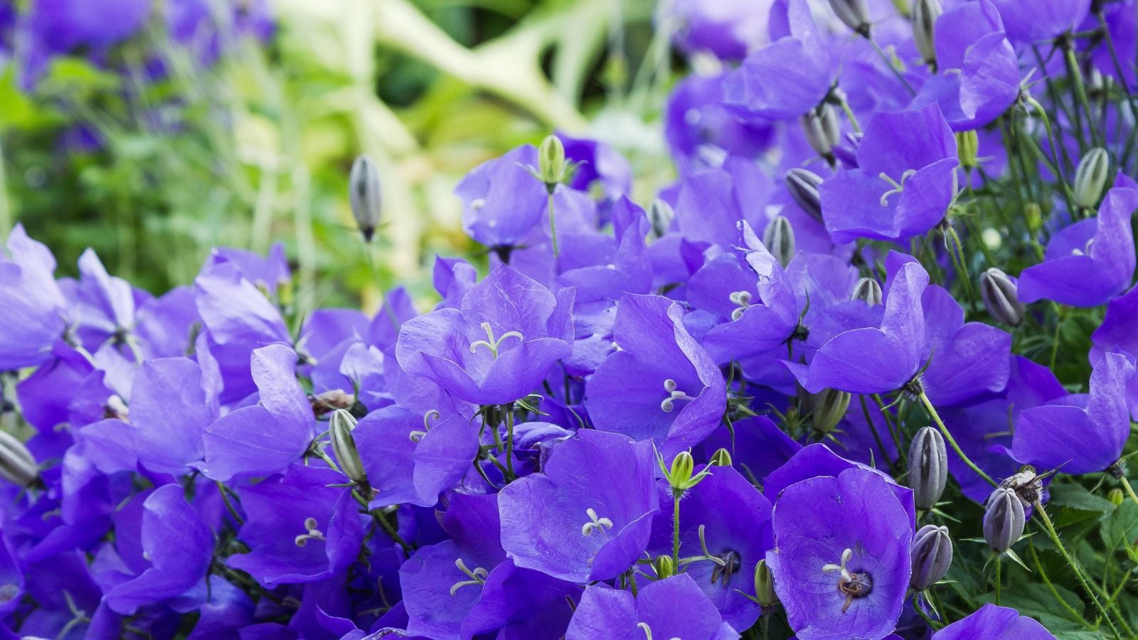 A close-up shot of a large composition of vibrant blue-purple, bell-shaped flowers of the tussock bellflower, showcasing shade bloom all summer
