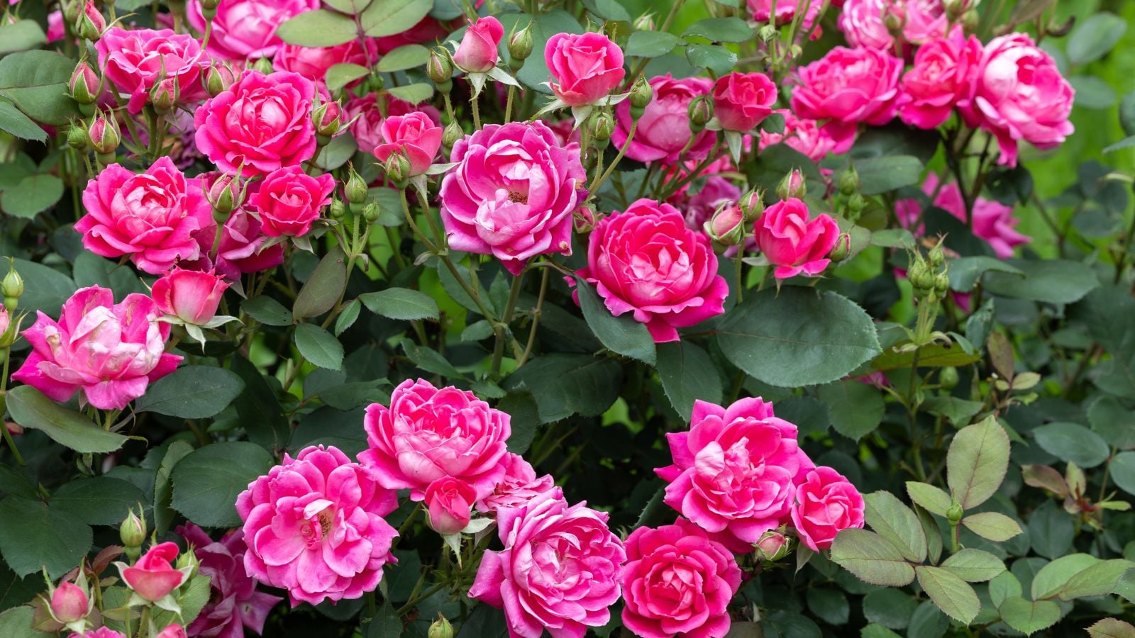 A close-up shot of a large composition of vibrant double-bloomed flowers alongside their green foliage outdoors