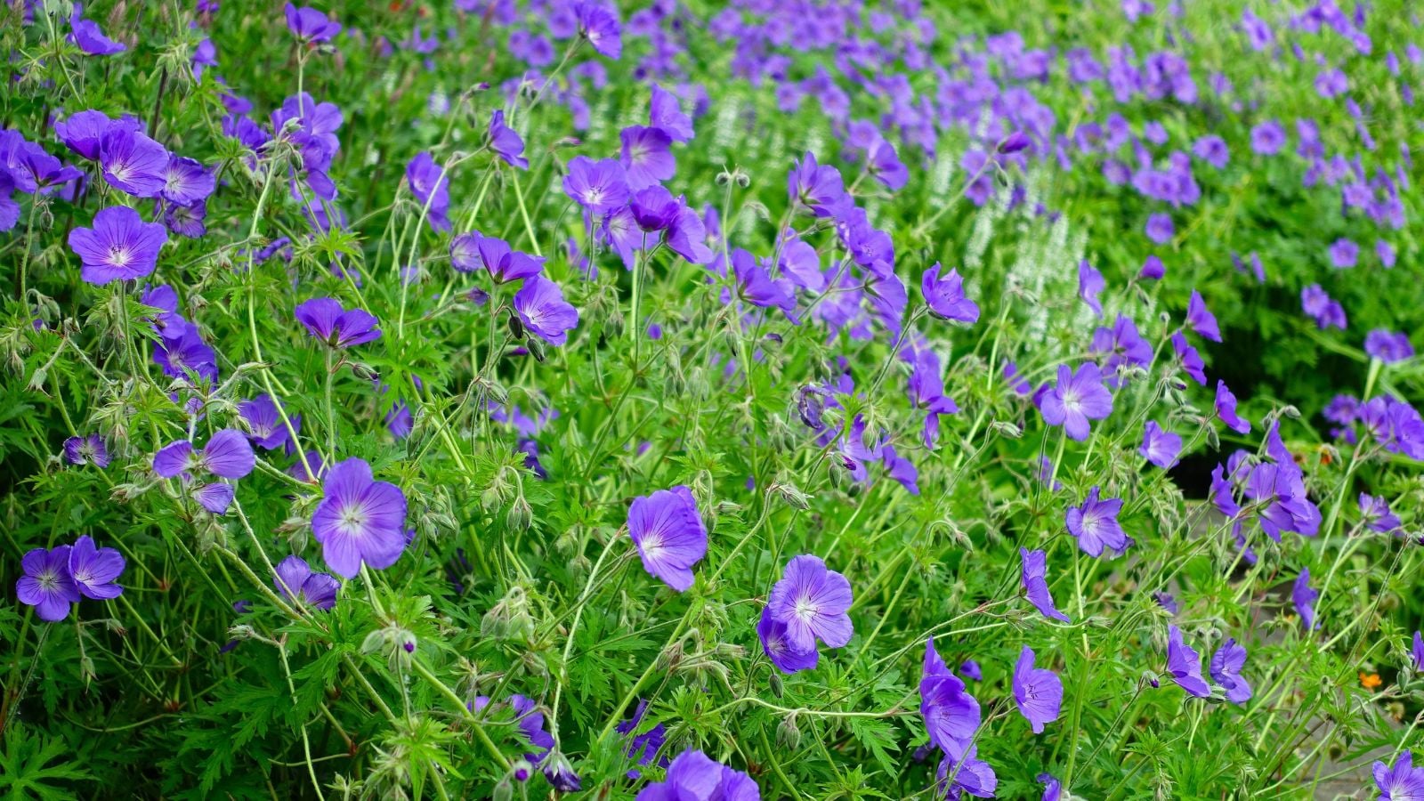 A close-up shot of a large composition of vibrant purple colored blooms on top of slender stems, all placed in a well lit area outdoors