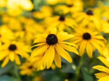 A close-up shot of a large composition of vibrant yellow colored, daisy-like flowers with dark brown centers, showcasing how to grow black-eyed susan seed