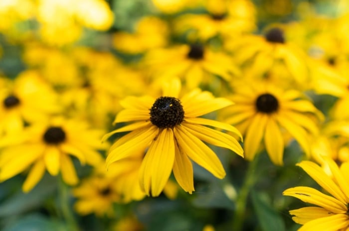 A close-up shot of a large composition of vibrant yellow colored, daisy-like flowers with dark brown centers, showcasing how to grow black-eyed susan seed