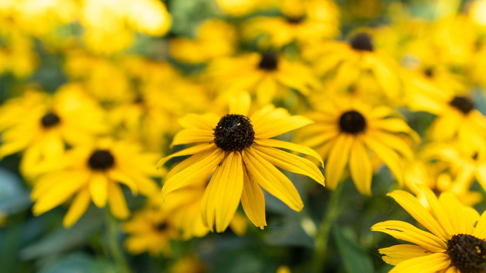 A close-up shot of a large composition of vibrant yellow colored, daisy-like flowers with dark brown centers, showcasing how to grow black-eyed susan seed