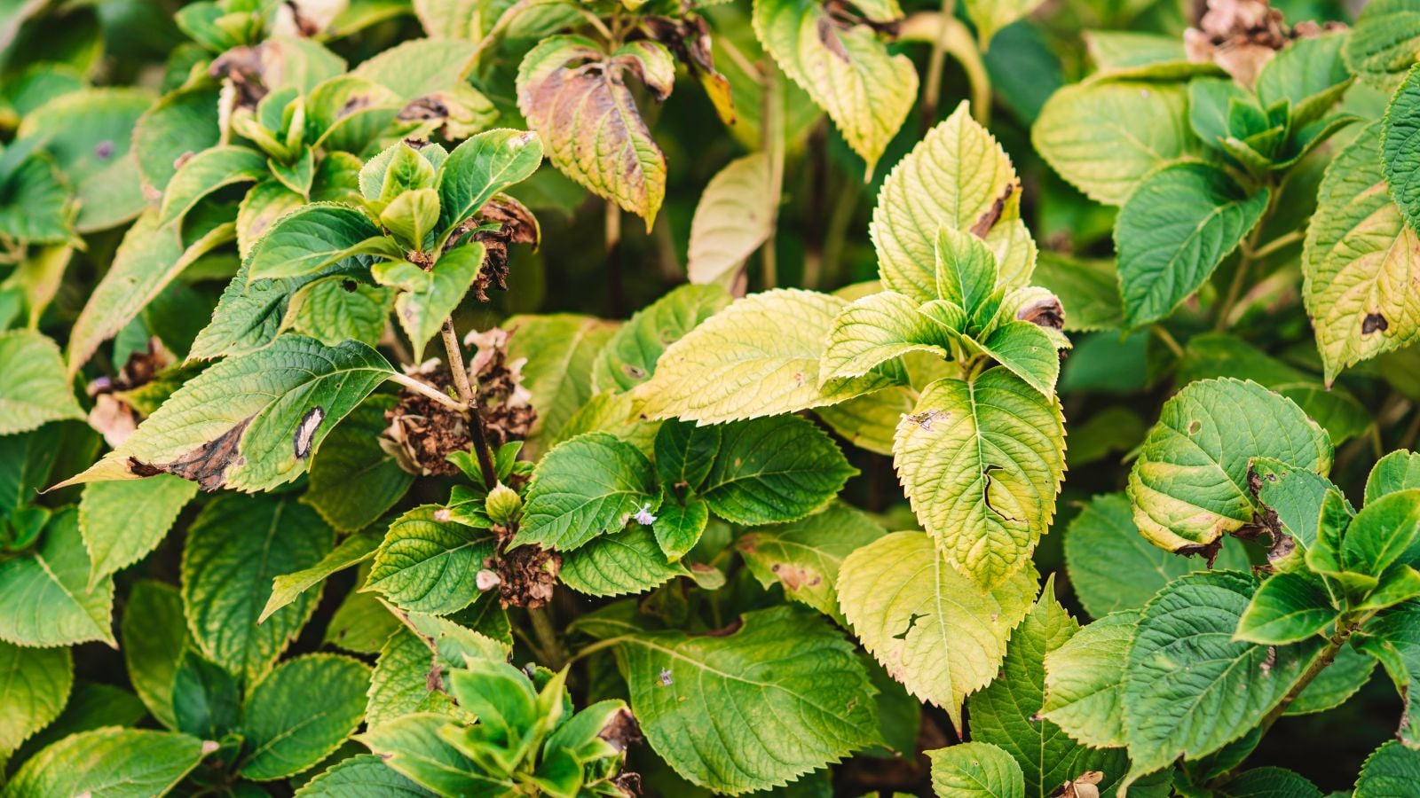 A close-up shot of a large composition of yellowing leaves of a flowering bush, all situated in a sunny area outdoors
