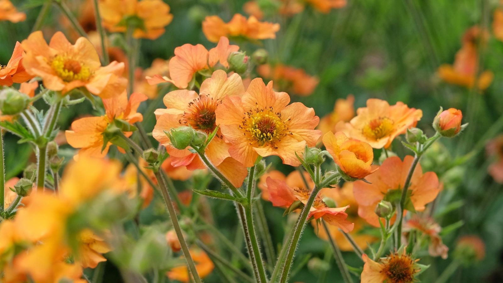 A close-up shot of a large composition of large, orange colored, delicate blooms, all atop of slender stems, in a well lit area outdoors