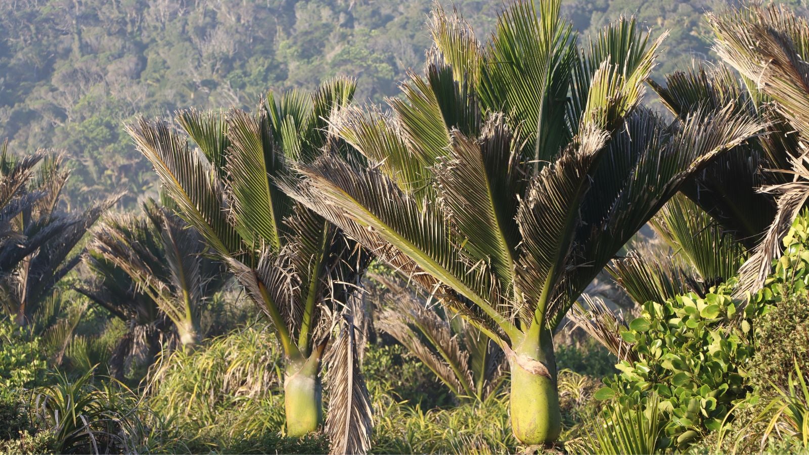 A close-up shot of a large group of tall plants with feather-like leaf fronds, all atop a think green trunk, all situated in a well lit area outdoors