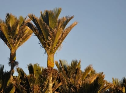 A close-up shot of a large group of tall tropical plants in a well lit area outdoors, showcasing the nikau palm tree