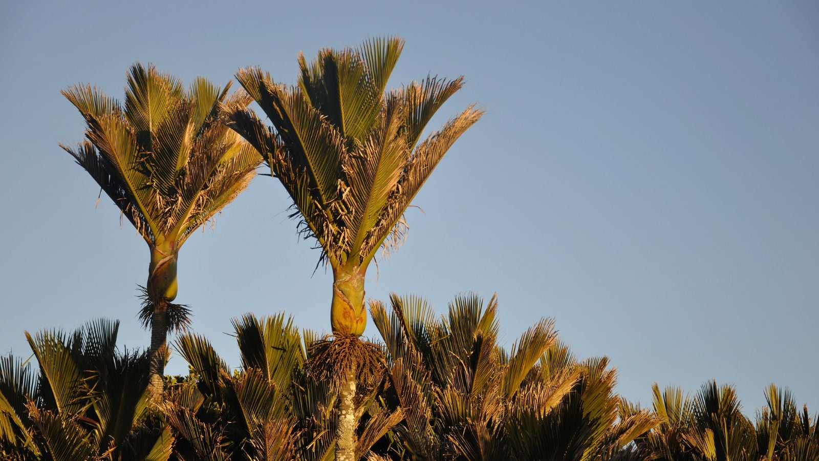 A close-up shot of a large group of tall tropical plants in a well lit area outdoors, showcasing the nikau palm tree