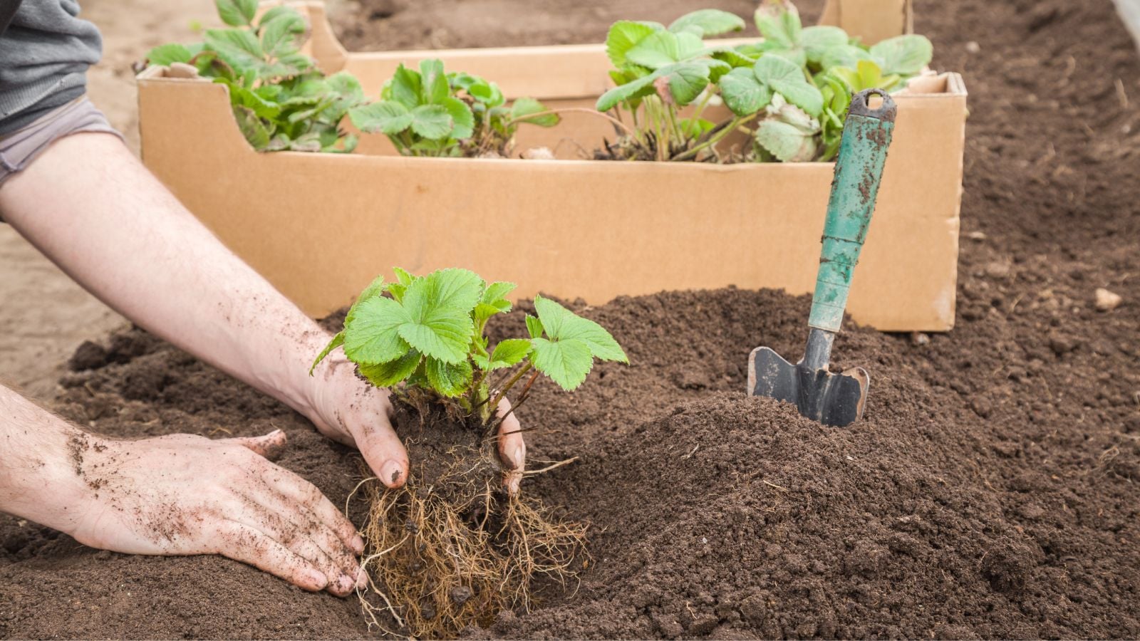 A close-up shot of a person in the process of placing a fruit-bearing crop with its bear roots on soil in a well lit area outdoors