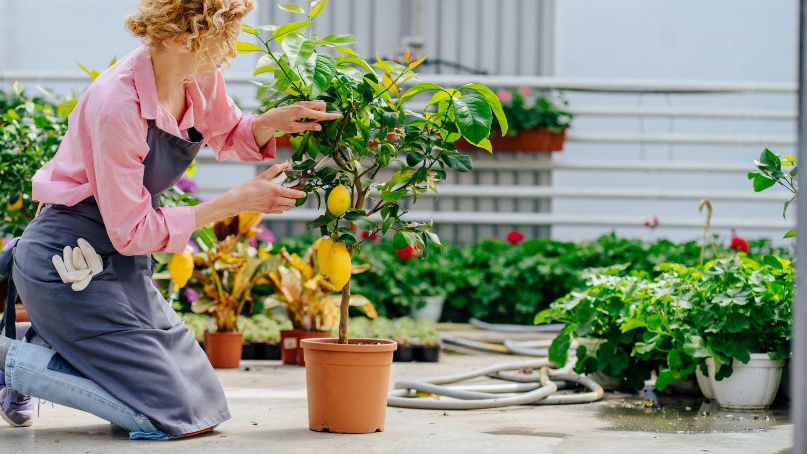A close-up shot of a person in the process of tending to a potted fruit tree, using a hand pruner to maintain its shape