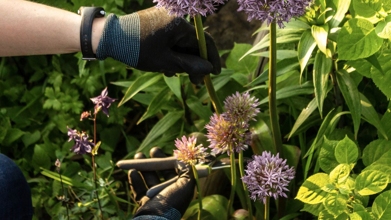 A close-up shot of a person in the process of trimming tall stems of a flower, alongside developing flowers, all situated in a well lit area