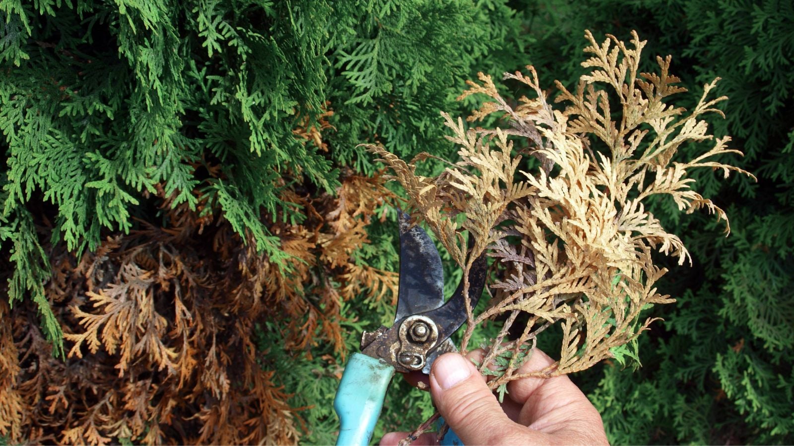 A close-up shot of a person's hand holding a cutting of a damaged and diseased yellow foliage of a plant, all situated in a well lit area outdoors