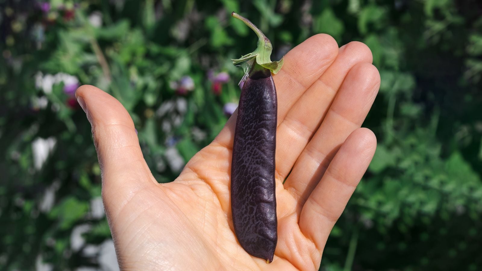 A close-up shot of a person's hand in the process of holding a single purple colored pod of a legume crop, with its flowers and foliage all blurred in the background