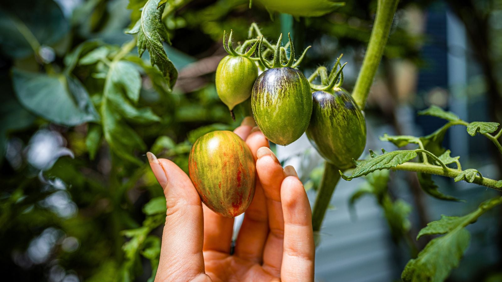 A close-up shot of a person's hand in the process of inspecting a ripening compact fruit, all situated in a well lit area outdoors