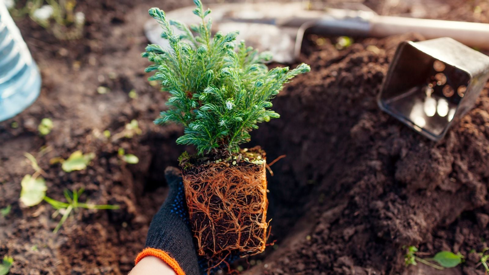 A close-up shot of a person's hand in the process of planting a sapling in a well lit garden area outdoors