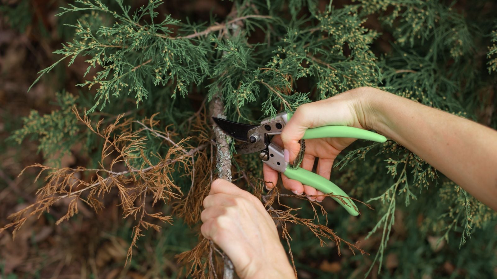 A close-up shot of a person's hand in the process of using a pruner to trim a large plant and its woody branches in a well lit area outdoors