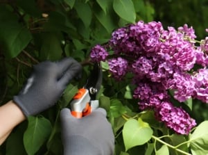 A close-up shot of a person's hand, wearing black gloves, in the process of using a hand pruner to trim lilac flowers, showcasing flowers don't prune March