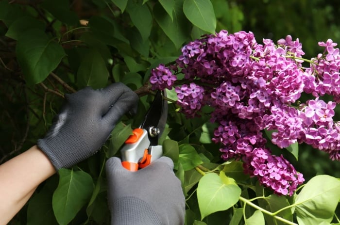 A close-up shot of a person's hand, wearing black gloves, in the process of using a hand pruner to trim lilac flowers, showcasing flowers don't prune March