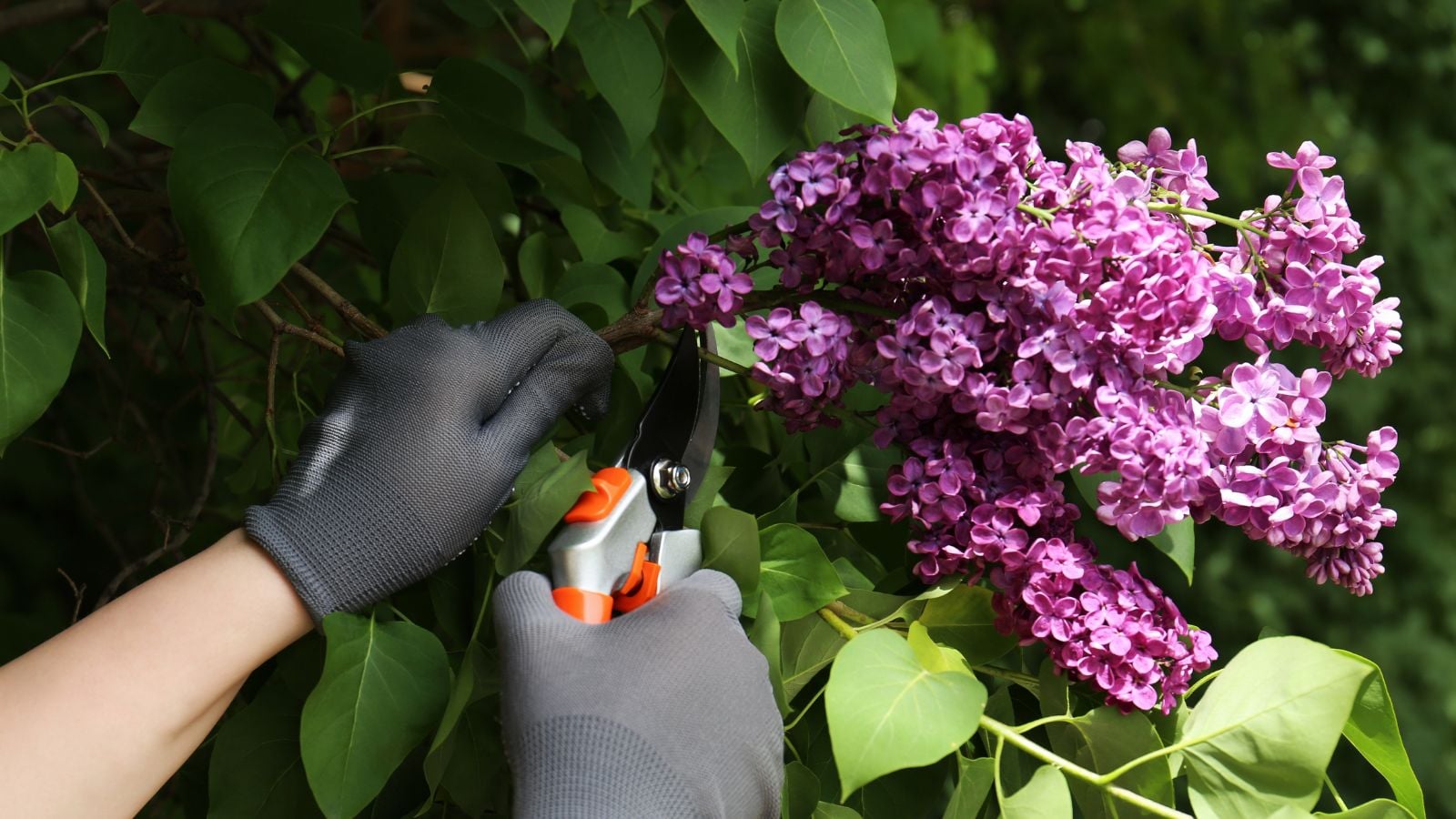 A close-up shot of a person's hand, wearing black gloves, in the process of using a hand pruner to trim lilac flowers, showcasing flowers don't prune March
