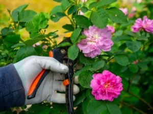 A close-up shot of a person's hand, wearing white gloves and using pruners, in the process of trimming climbing roses, showcasing prune plants March