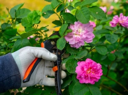 A close-up shot of a person's hand, wearing white gloves and using pruners, in the process of trimming climbing roses, showcasing prune plants March