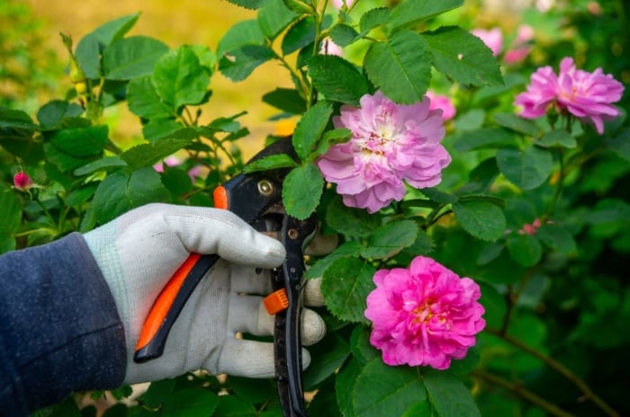 A close-up shot of a person's hand, wearing white gloves and using pruners, in the process of trimming climbing roses, showcasing prune plants March