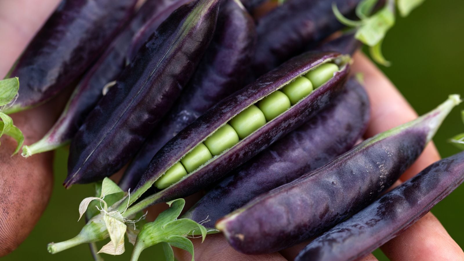 A close-up shot of a person's hands holding a pile of ripe and freshly picked purple pods of a crop in a well lit area outdoors