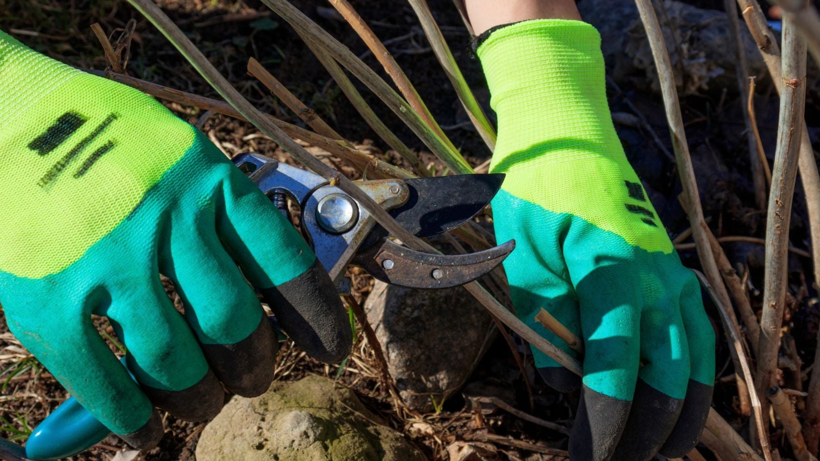 A close-up shot of a person's hands wearing green colored gloves and is in the process of trimming woody stems of a flowering bush, all situated in a well lit area outdoors