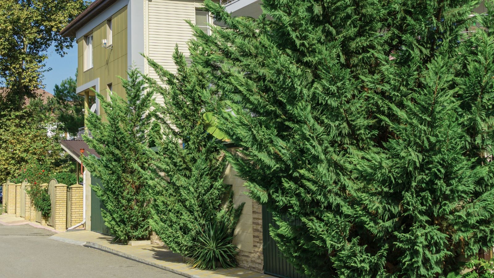A close-up shot of a row of developing blue-green colored, large plants, all placed near a sidewalk in a front yard area