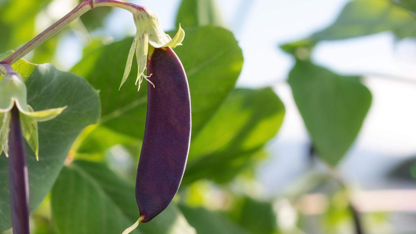 A close-up shot of a single developing purple pod of a legume crop, alongside its green foliage in a well lit area outdoors