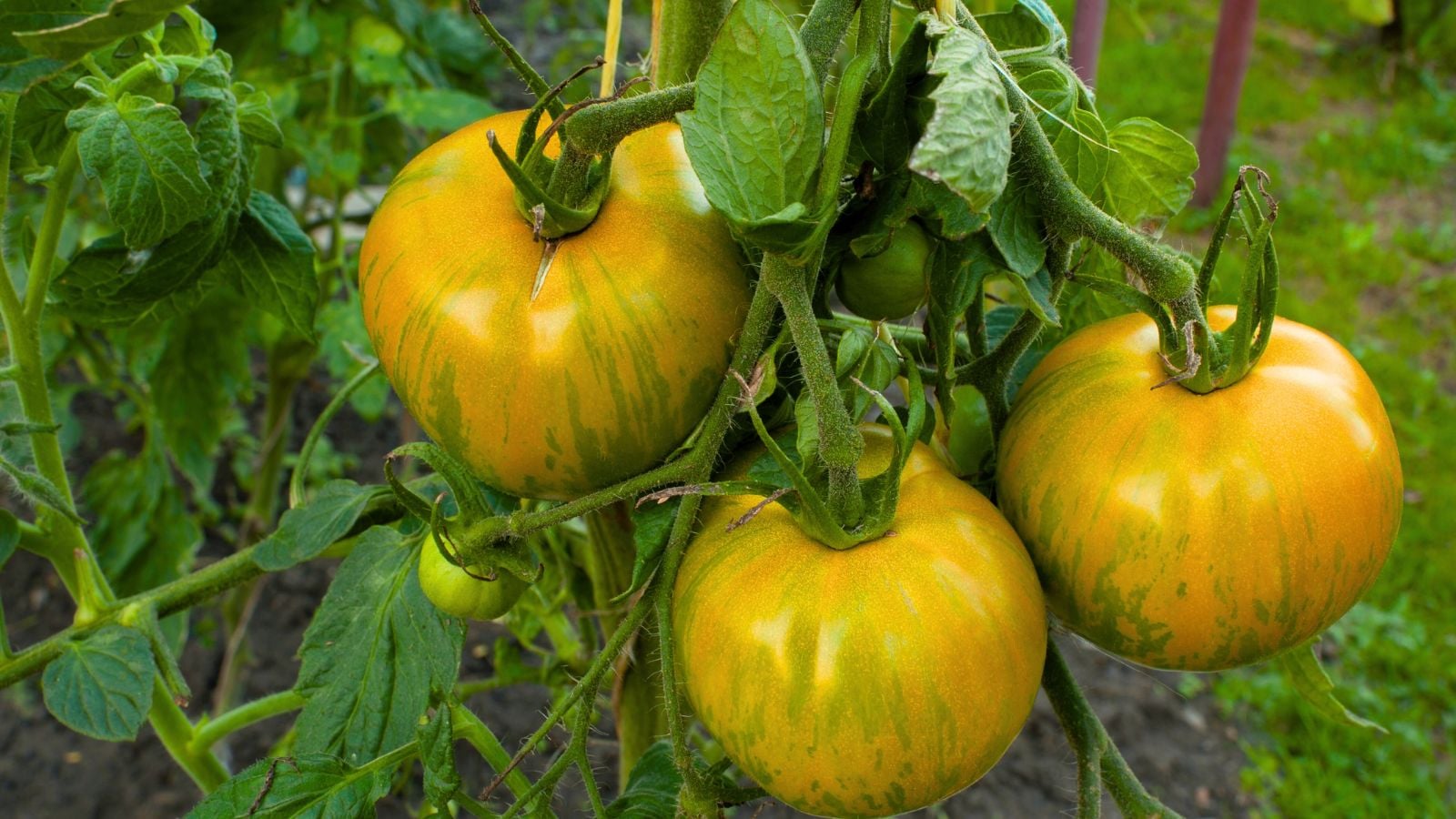 A close-up shot of a small cluster of large developing round and striped fruits, all growing along sturdy green vines in a well lit area outdoors