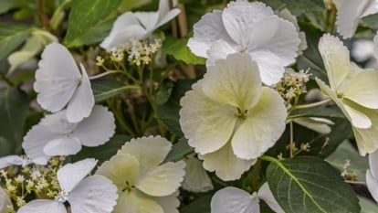 A close-up shot of a small composition of delicate, dainty, white flowers, alongside green foliage